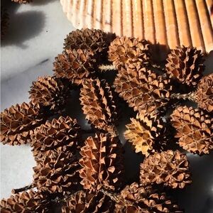 40 Decorative Brown Pine Cones 1”